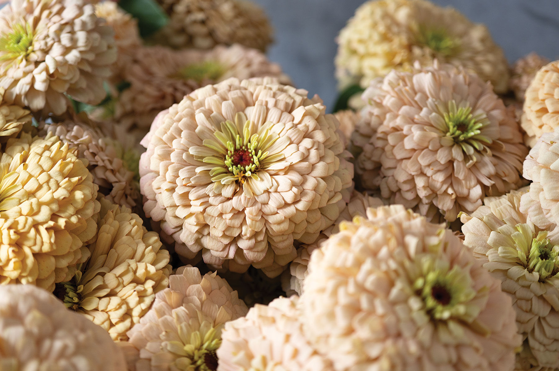 Linen - Zinnia Seed | Johnny's Selected Seeds