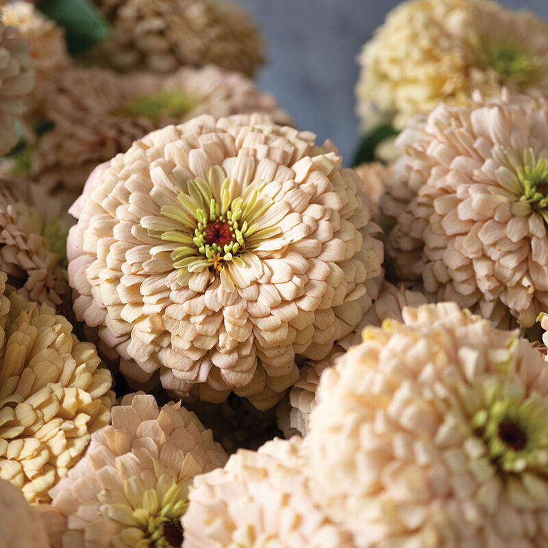 Linen Johnny's Zinnias