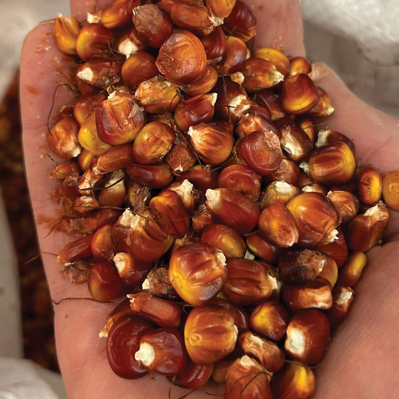 Choices Dry Corn