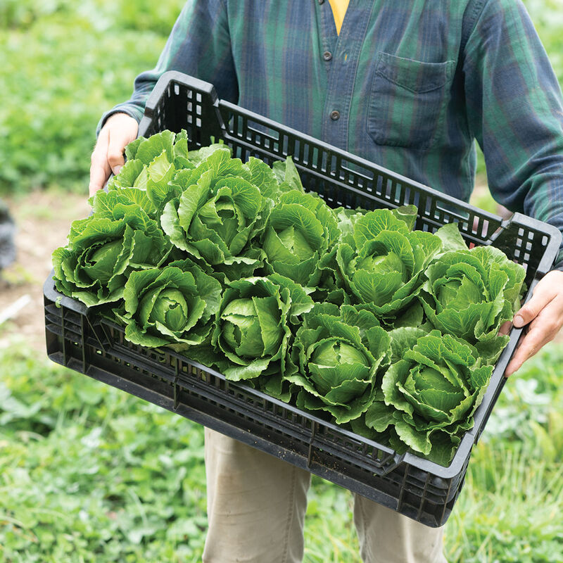 Tendita Romaine Lettuce (Cos)