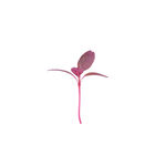 Amaranth, Garnet Red Microgreen Vegetables