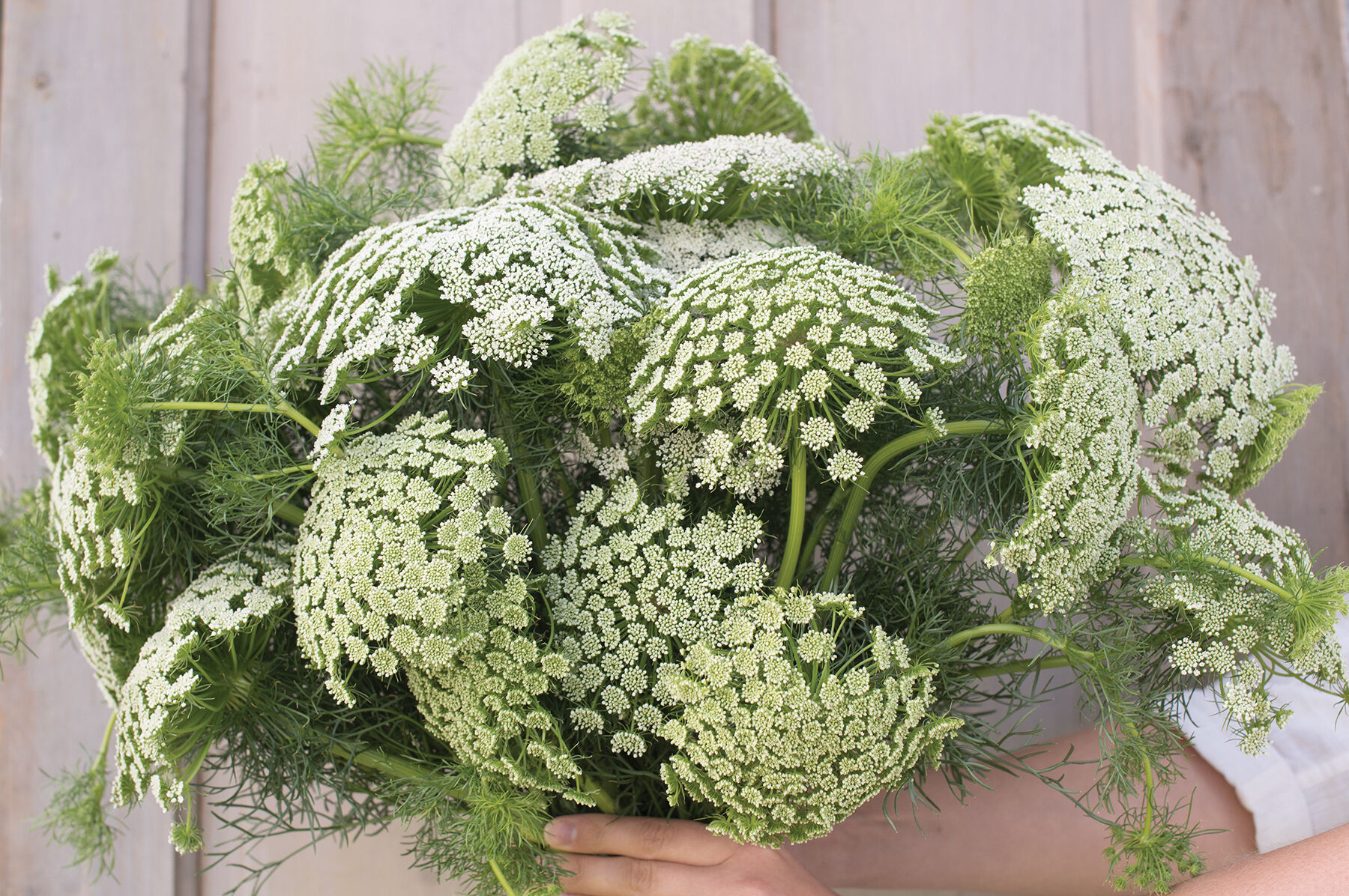 Green Mist Ammi (False Queen Anne's Lace)