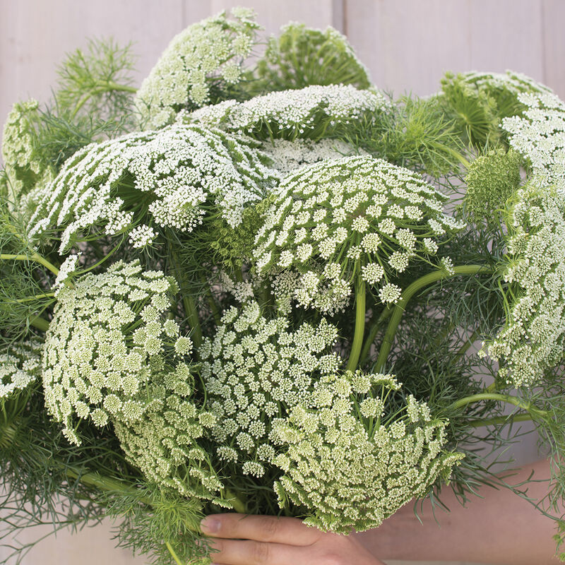 Green Mist Ammi (False Queen Anne's Lace)