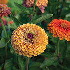 Aurora Johnny's Zinnias