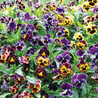 Rococo Frilled Mix Viola (Pansy)