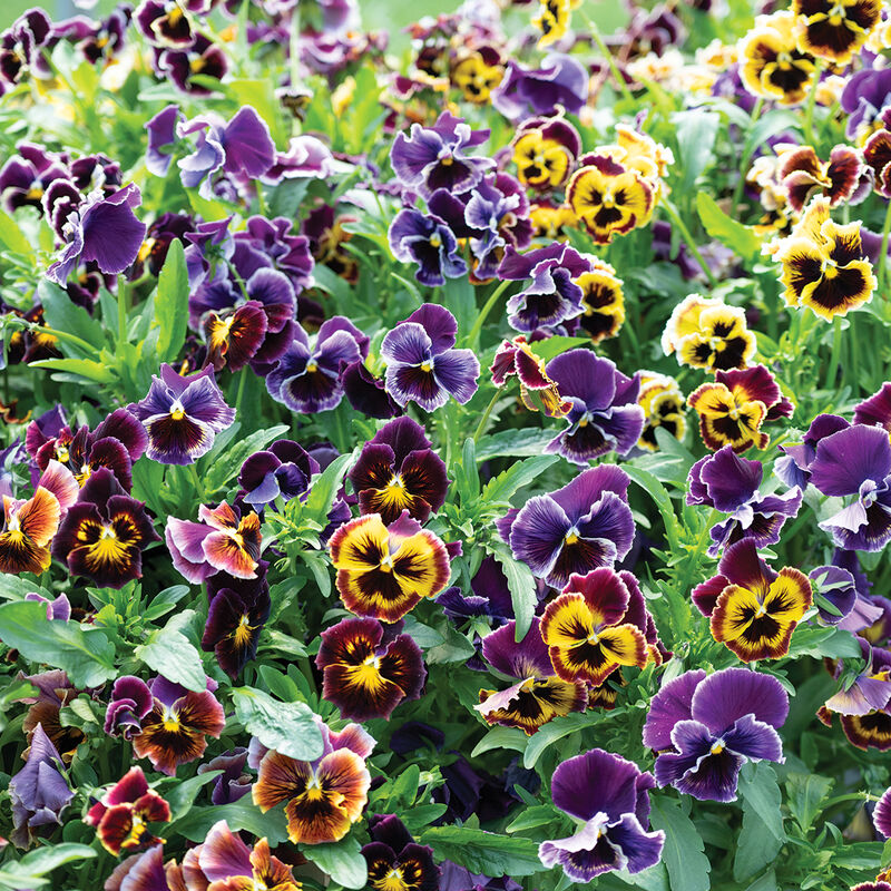 Rococo Frilled Mix Viola (Pansy)