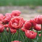 Copper Image Tulips