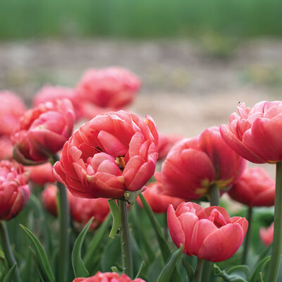 Copper Image Tulips