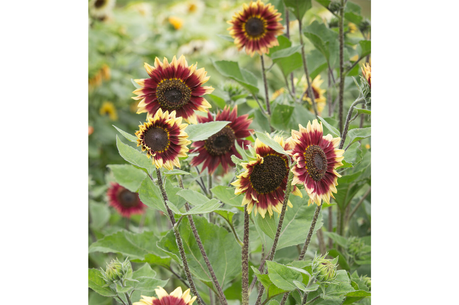 Florenza Tall Sunflowers
