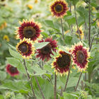 Florenza Tall Sunflowers