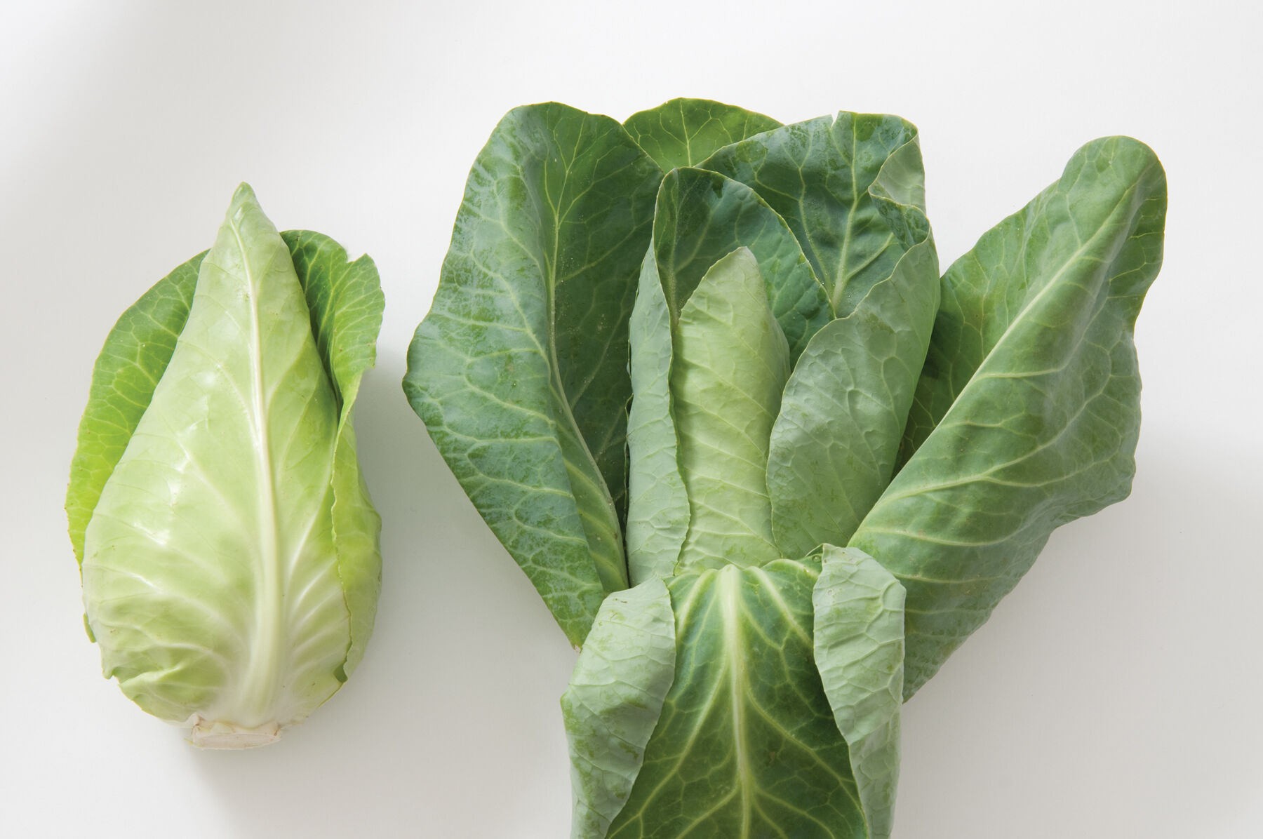 Johnny's Selected Seeds Caraflex Cabbage Seed - Thumbnail 3
