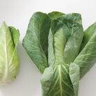 Caraflex Fresh Market Cabbage