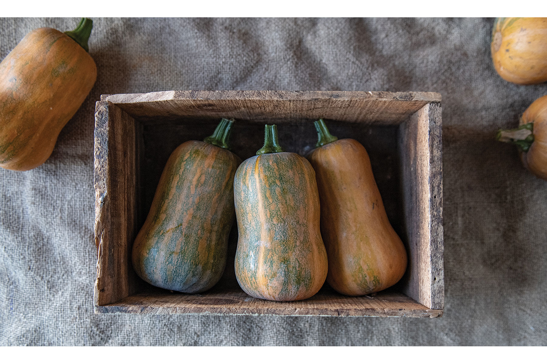 Honeynut Winter Squash