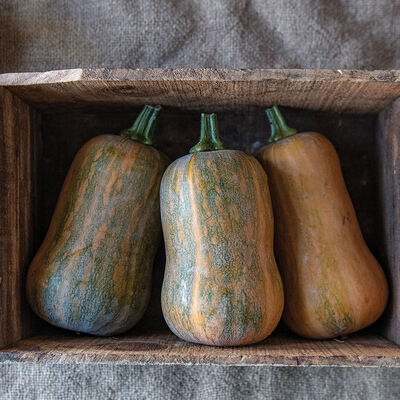Honeynut Honeynut Winter Squash