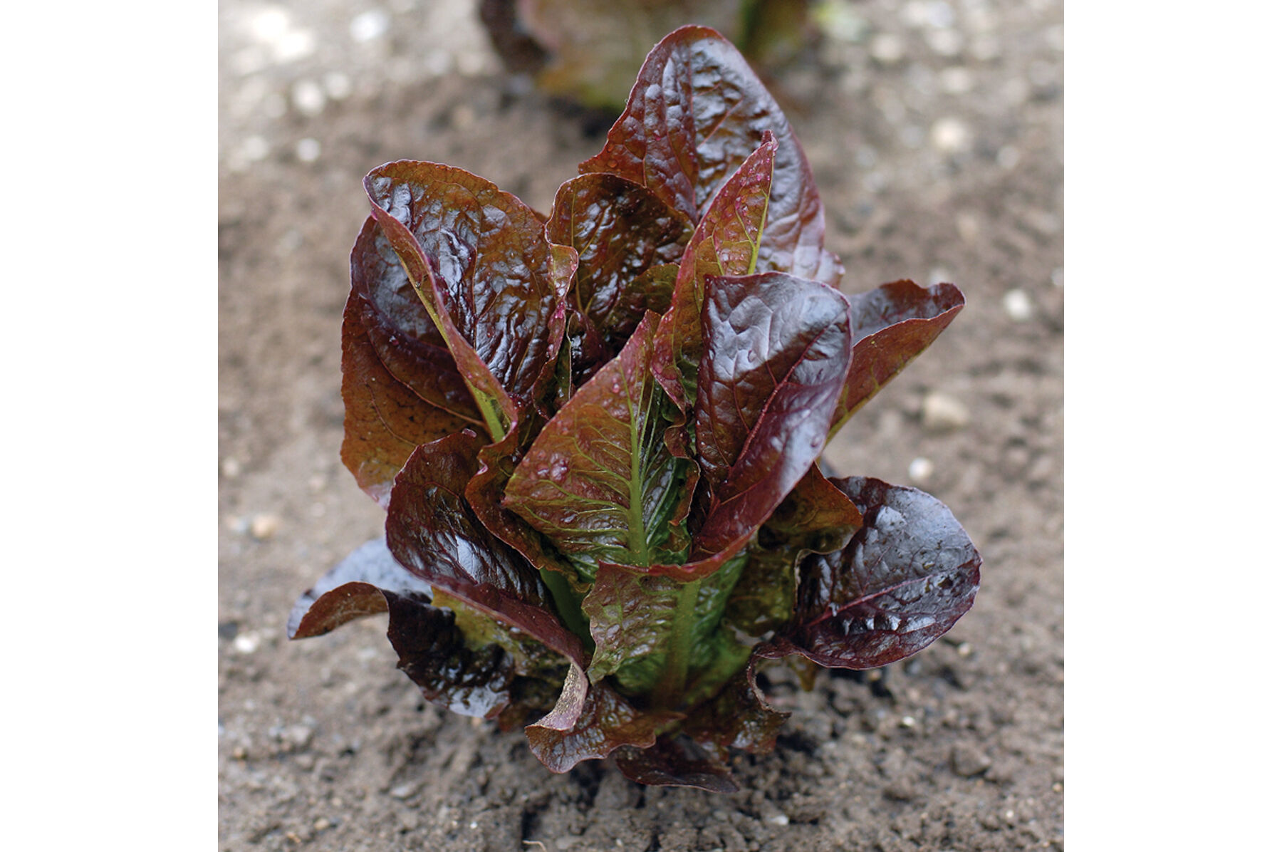 Red Rosie Pelleted Lettuce Seed Johnny's Selected Seeds