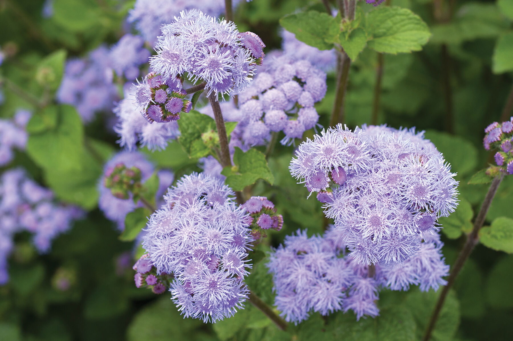Ageratum blue deals