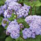 Tall Blue Planet Ageratum