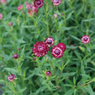Cranberry Rose Strawflower