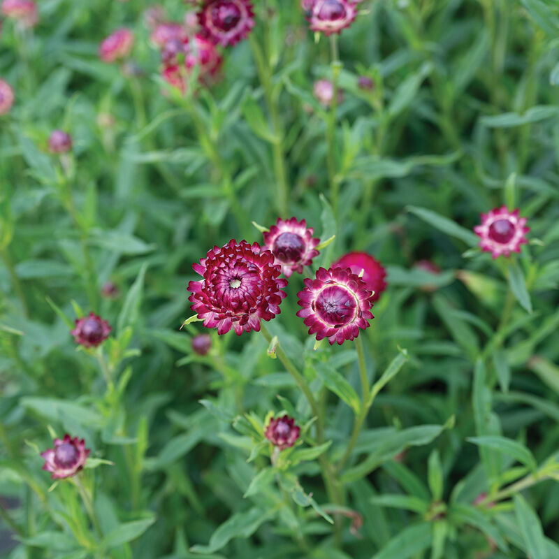 Cranberry Rose Strawflower