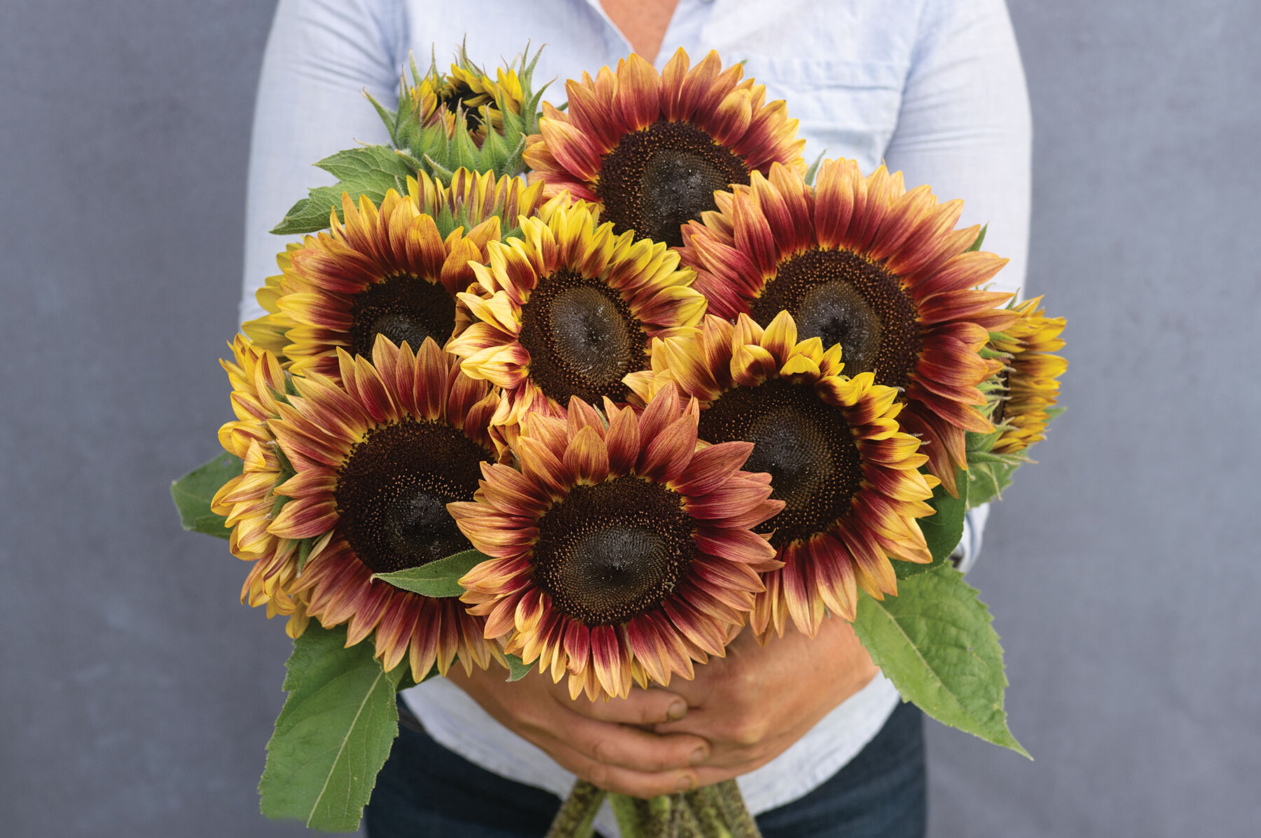 Sunflower Seeds for Planting | Johnny's Selected Seeds