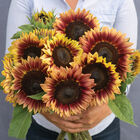 Desert Sun Tall Sunflowers