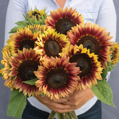 Desert Sun Tall Sunflowers