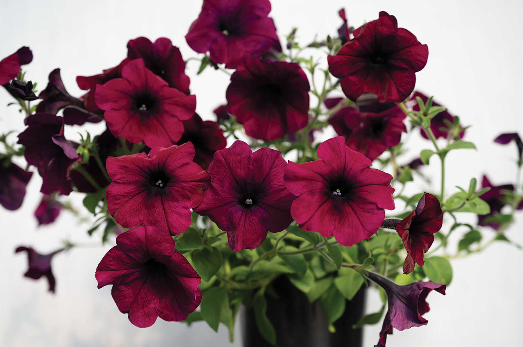 Easy Wave® Burgundy Velour - Pelleted (F1) Petunia Seed | Johnny's