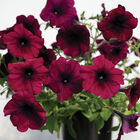 Easy Wave® Burgundy Velour Petunia