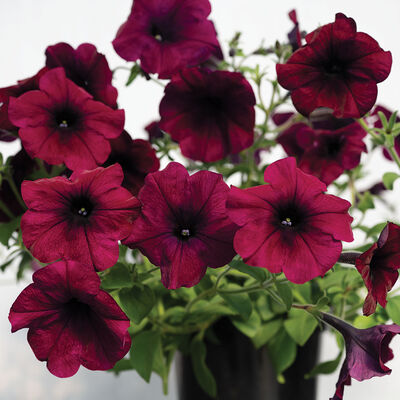 Easy Wave® Burgundy Velour Petunia