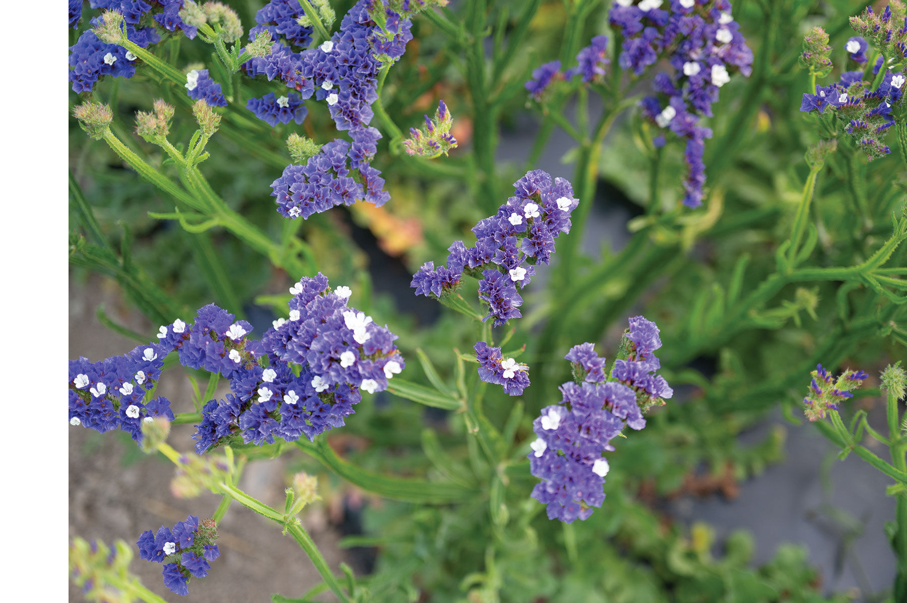 Seeker Pastel Blue - Statice Seed | Johnny's Selected Seeds