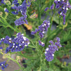 Forever Blue Statice