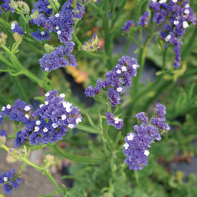 Forever Blue Statice