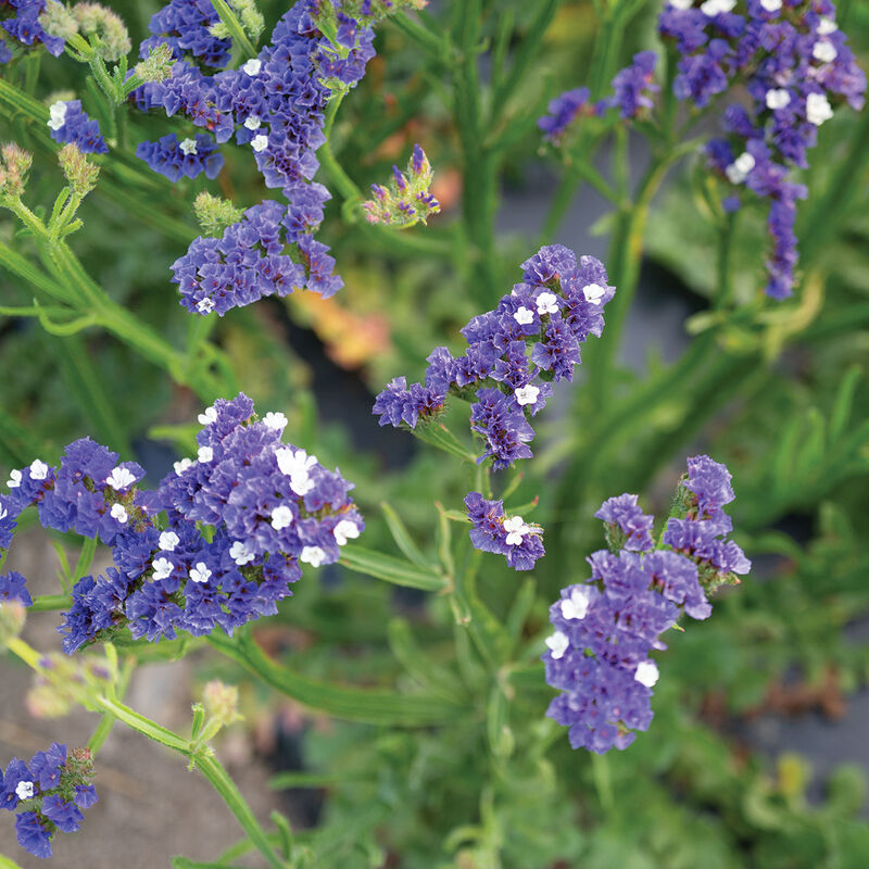 Forever Blue Statice