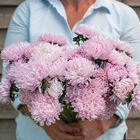 Soufflé Light Pink Aster
