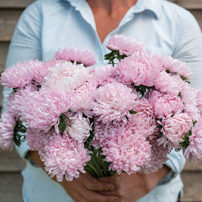 Soufflé Light Pink Aster