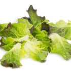 Salanova® Red Batavia Salanova® Lettuce