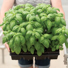 Prospera® DMR (PS5) Basil