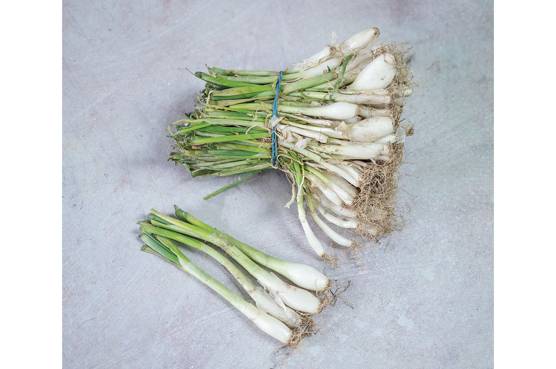 Sierra Blanca Onion Plants & Sets