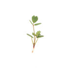 Salad Burnet Microgreen Herbs