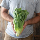 Chalupa Romaine Lettuce (Cos)