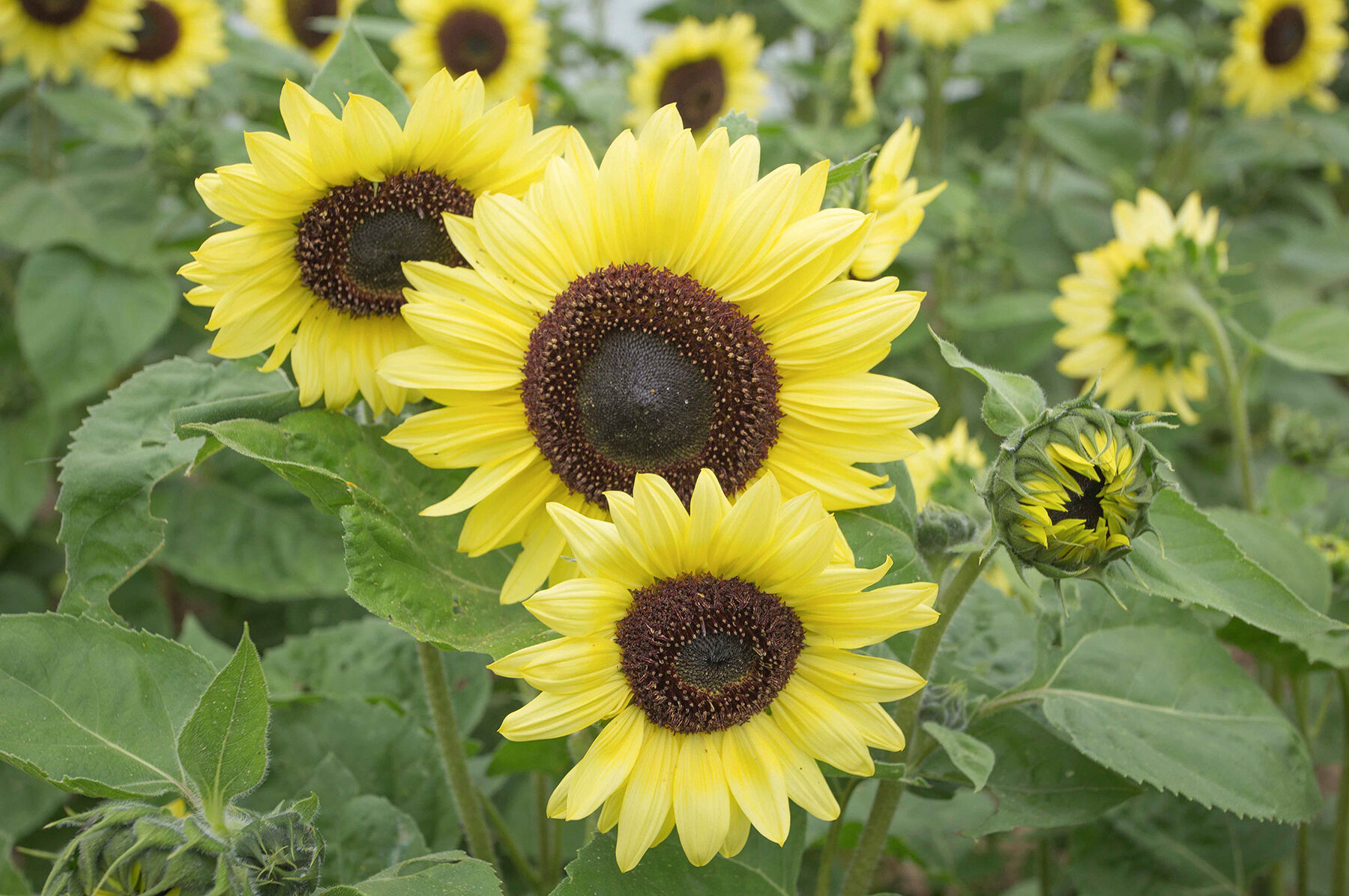 Johnny's - sunflower-love  Valentine - Sunflower Seed | Johnny's Selected Seeds