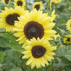 Valentine Tall Sunflowers
