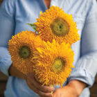 Solano® Double Tall Sunflowers