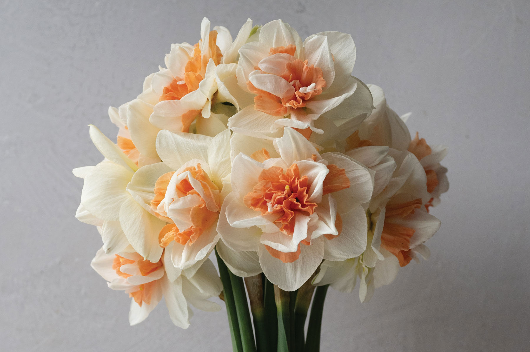 Johnny's Selected Seeds My Story Narcissus Bulb - Thumbnail 2