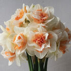 My Story® Narcissus