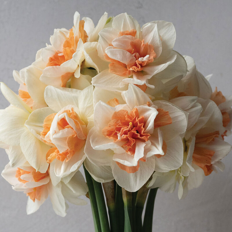 My Story® Narcissus