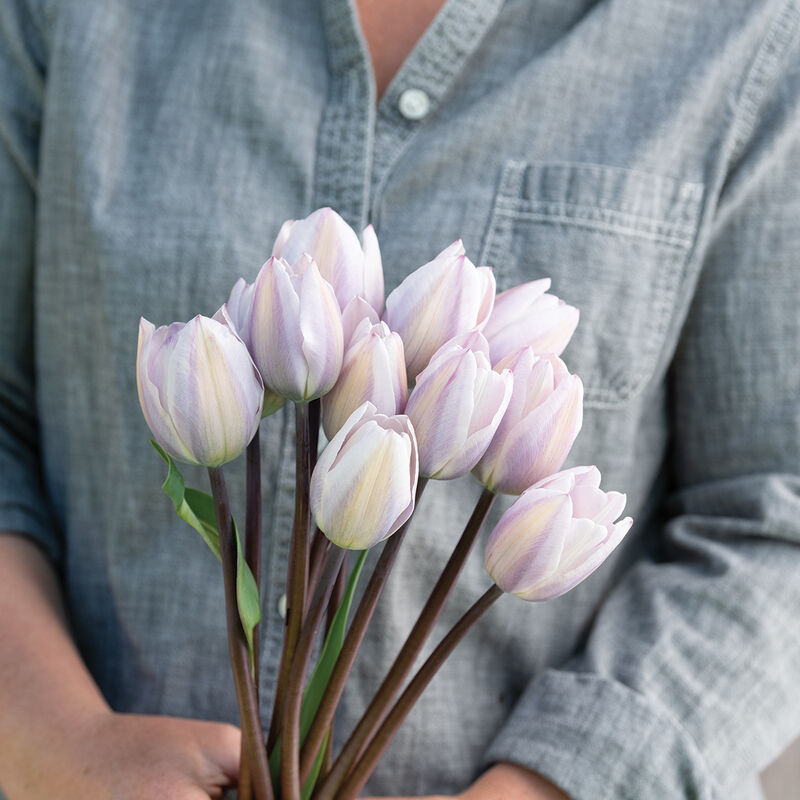 Silver Cloud Tulips