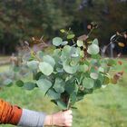 Silver Plate Eucalyptus