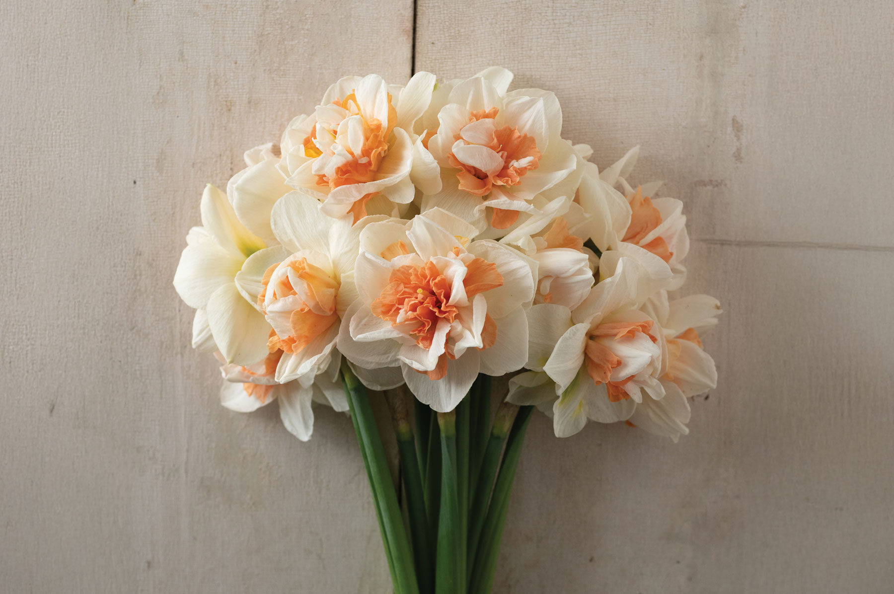 Johnny's Selected Seeds My Story Narcissus Bulb