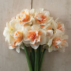 My Story® Narcissus